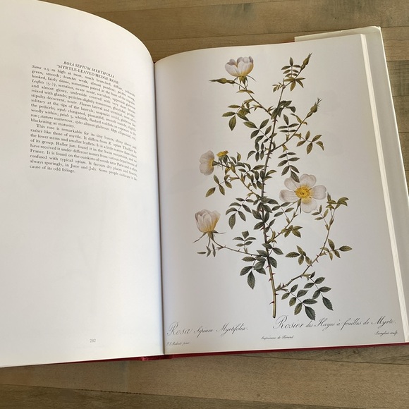 Redouté's Roses by P.J. Redouté - Picture 6 of 14